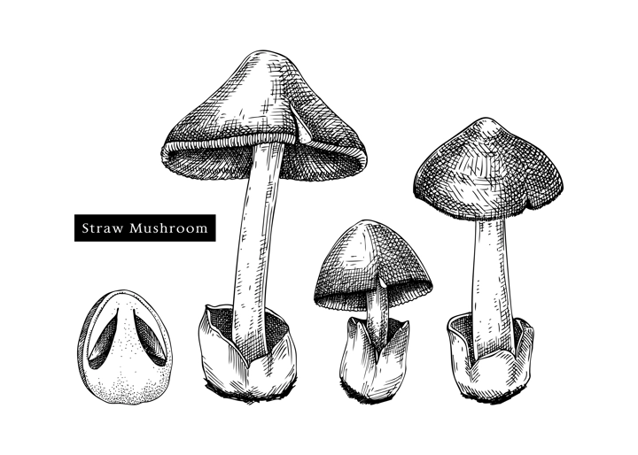 Straw mushroom sketches set. Edible fungus illustrations. Fungal protein, mycoprotein source. Edible mushroom drawing isolated on white. Healthy food and plant-based meat substitutes design element